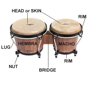 hembra and macho bongo parts